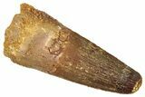 Fossil Spinosaurus Tooth - Feeding Worn Tooth #372926-1